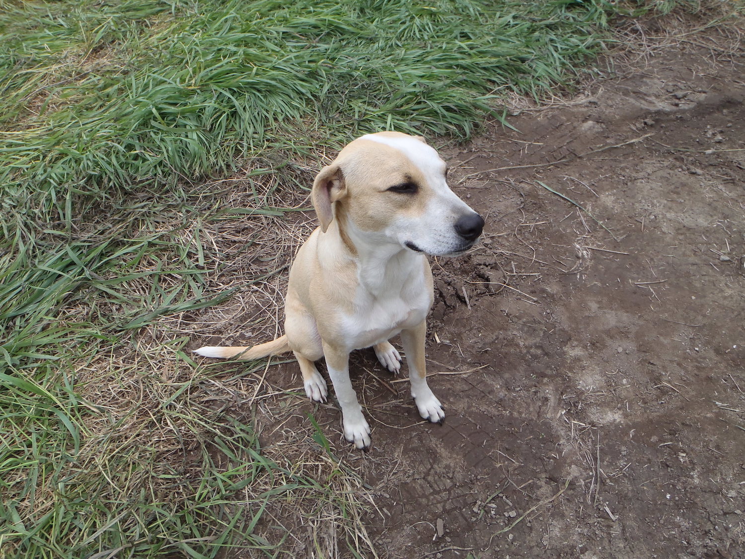 One of the shop dogs sitting outside at one of our job sites